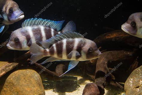 Frontosa Cichlid Cyphotilapia Frontosa Cichlid Endémico Del Lago