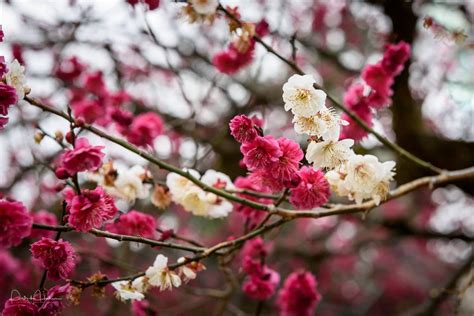 Plum blossoms at the Kitano Tenmangu Shrine - My Kyoto Photo