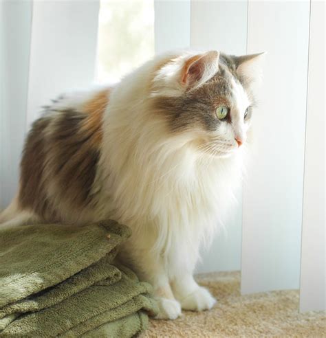 Ragamuffin Cat Pictures and Information - Cat-Breeds.com