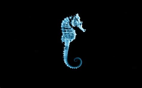 Seahorse Wallpapers 4k Hd Seahorse Backgrounds On Wallpaperbat