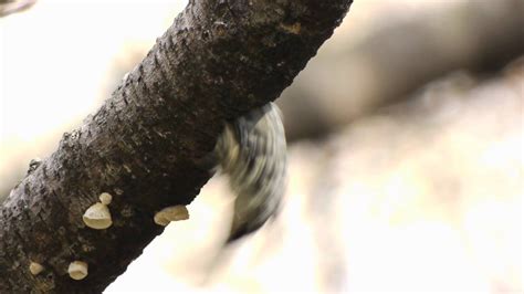 Japanese Pygmy Woodpecker Dendrocopos Kizuki Youtube