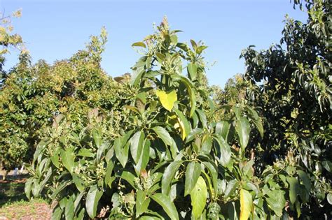 Bacon Avocado Tree: A Delicious and Unique Addition to Your Edible ...