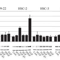 Effects Of Bfgf Tgf Hgf Pdgf And Egf On Expression Of Podoplanin