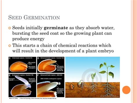 Ppt Plant Biology Germination Powerpoint Presentation Free Download Id3122086