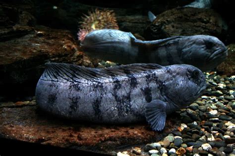 Atlantic wolffish - Facts, Diet, Habitat & Pictures on Animalia.bio