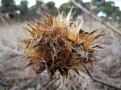 A Dried Thistle Flower In Spain Stock Image Image Of Supplement