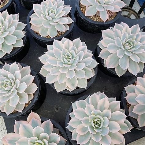 Echeveria Subsessilis Variegata Random Cedar Creek Farmhouse