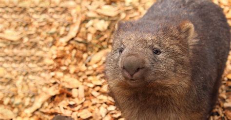 Wombat Bite