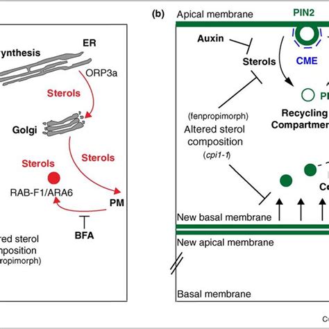 (PDF) Cellular processes relying on sterol function in plants