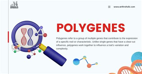 What are Polygenes in Genetics? | Anthroholic