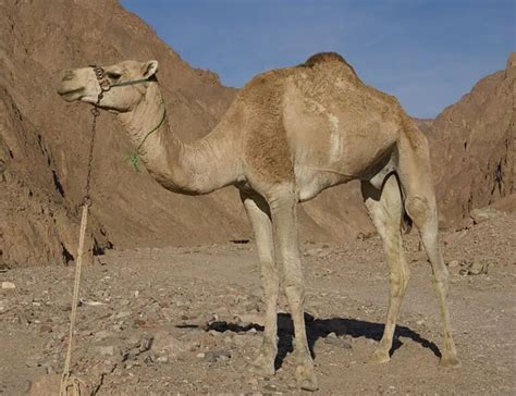 Types Of Camels Species Facts And Photos