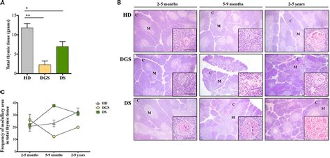 Frontiers Thymic Epithelium Abnormalities In Digeorge And Down Syndrome Patients Contribute To