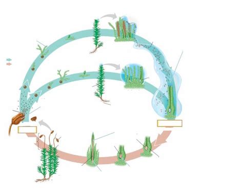 Moss Life Cycle Diagram Quizlet