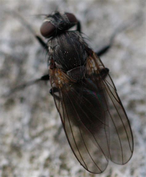 Diptera Info Discussion Forum Muscidae Id Belgium