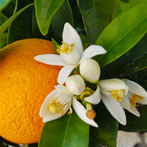 Navel Orange Trees For Sale