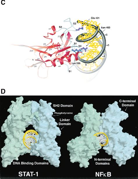 Crystal Structure Of A Tyrosine Phosphorylated Stat Dimer Bound To