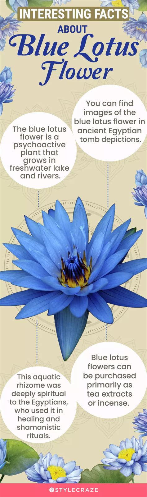 What Is Blue Lotus Flower Benefits And How To Use