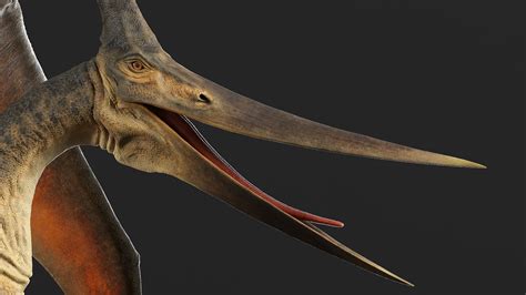 Pteranodon Rigged 3d Model 249 3ds Fbx Obj Max Free3d