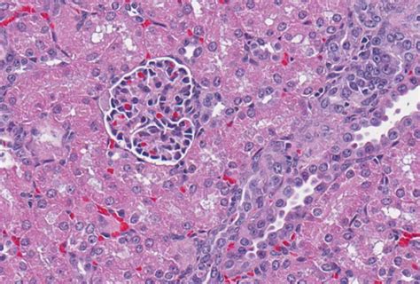 Lab 1 Normal Tissue Identification Flashcards Quizlet