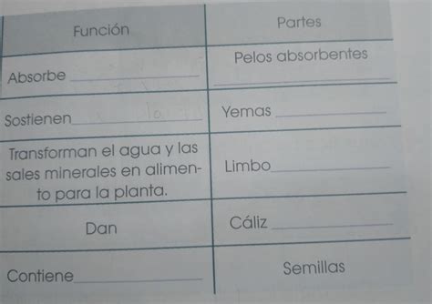 Ayuda Porfavor Que Pongo Eso Es De Las Plantas Es De Ciencias Naturales