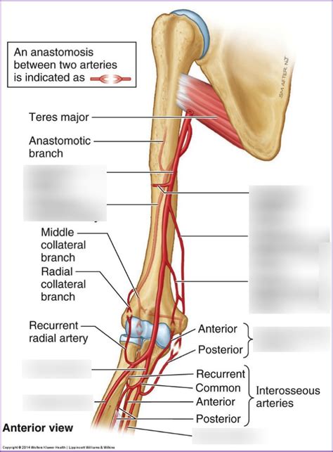 Branches Of Brachial Artery Diagram Quizlet