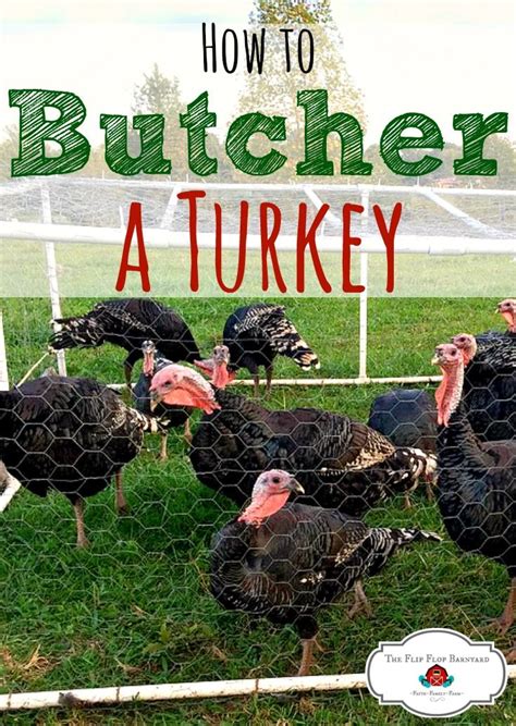 How To Butcher A Turkey Humanely The Flip Flop Barnyard Raising