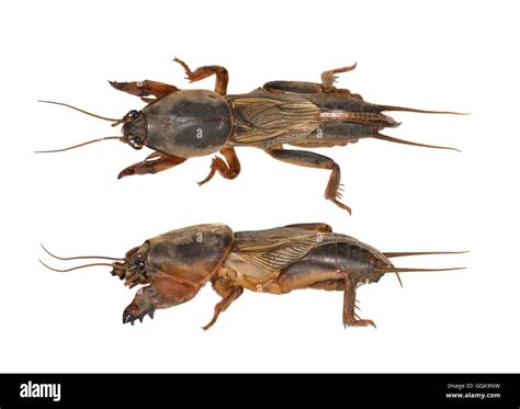 Mole Cricket Gryllotalpa Gryllotalpa Stockfotografie Alamy