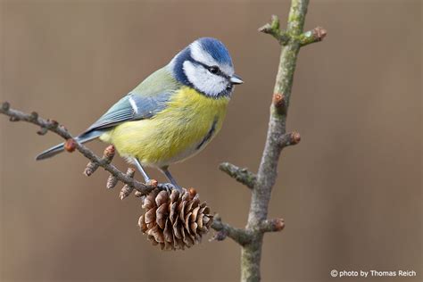 Foto Blaumeise Flügel Thomas Reich bilderreich