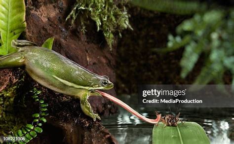 Tree Frog Tongue Photos and Premium High Res Pictures - Getty Images