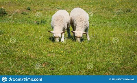 Pastagem De Ovinos Na Grama Verde Durante O Dia Imagem De Stock