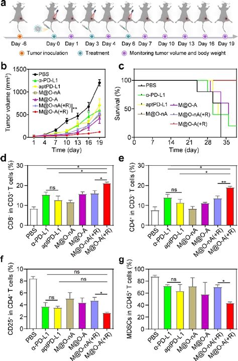 In Vivo Antitumor Activity Of M O A A Schematic Representation Of The