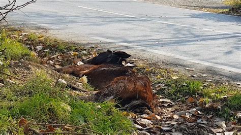 Pamje shqetësuese Mat prej dy ditësh kali i ngordhur në rrugën