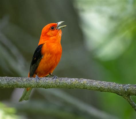 Scarlet Tanager Owen Deutsch Photography