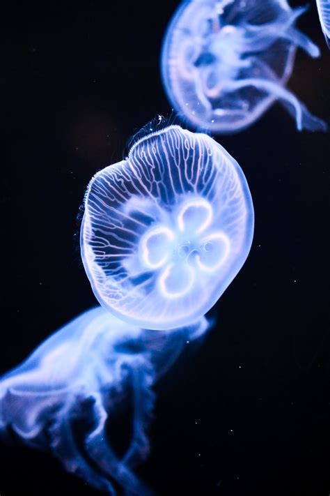 Moon Jellies — Weasyl