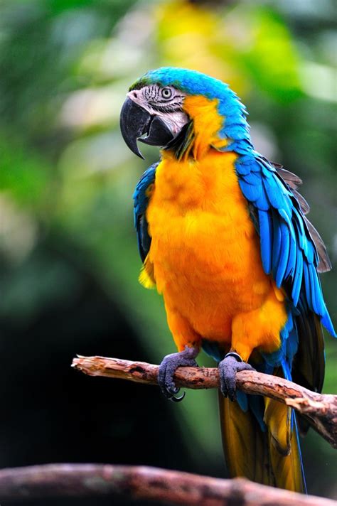 35 Beautiful And Colorful Parrots Wallpaper