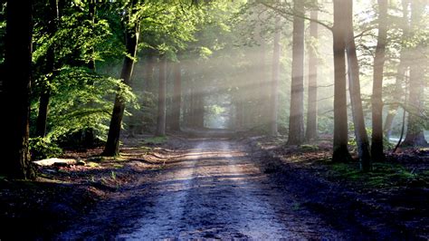 Forest Wallpaper 4K, Outdoor, Path, Trees, Woods