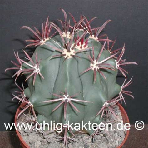 Ferocactus Peninsulae Volcano Tres Virgenes Baja California Mx