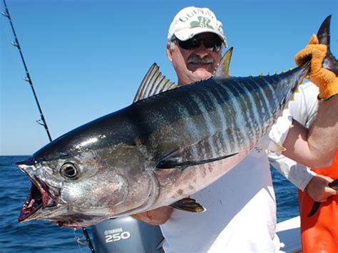 New Jersey Bluefin Tactics