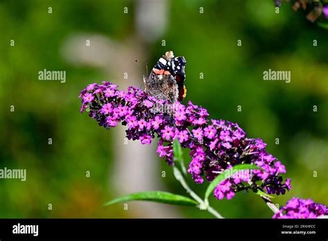 Red Admiral Butterfly Vanessa Atalanta Feeding On A Buddleja