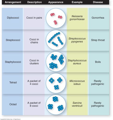 Exam Bacterial Morphology Flashcards Quizlet