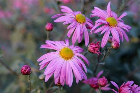 Asteres En El Jard N Imagen De Fondo De Flores Rosadas Cerrar Foto