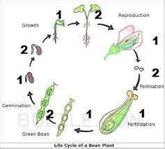 Life Cycle Of A Lima Bean Padiwestcoast