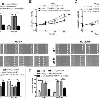 Hsa Circ 0008450 Knockdown Inhibits Cell Proliferation And Migration