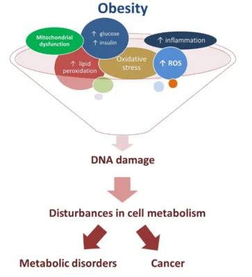 How Metabolic Syndrome Makes Aging Worse Lifespan Io