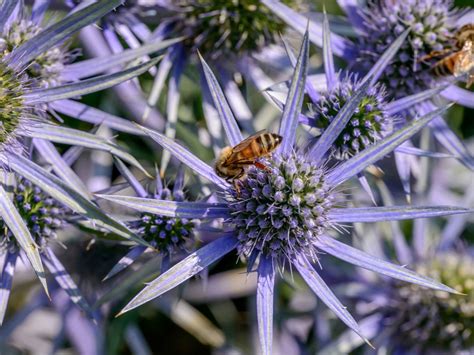 Un guide complet sur les chardons ornementaux pour le jardin : espèces