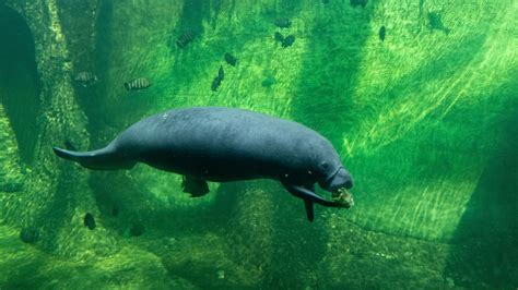 Manatee Fact Sheet | Blog | Nature | PBS