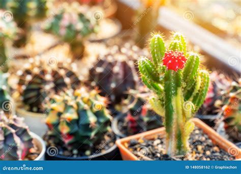 Cactus Hoja De Palma Del Az Car Planta Y Rbol Foto De Archivo