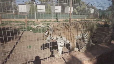 Lions And Tigers At Paphos Zoo Youtube