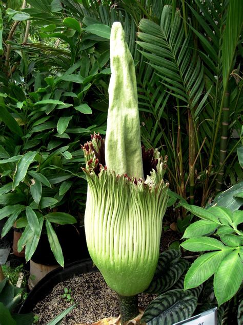 Burger's Onion: Titan Arum Bloom - June 16, 2011