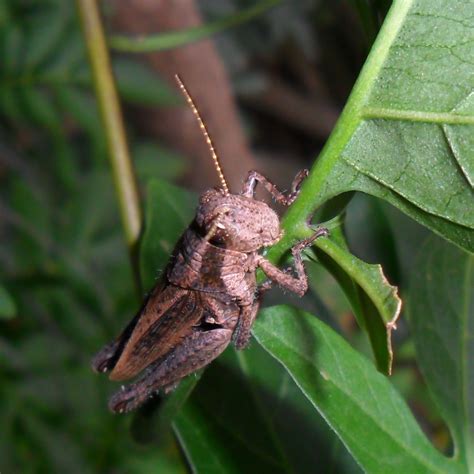 Cricket brown by g-infoart on DeviantArt